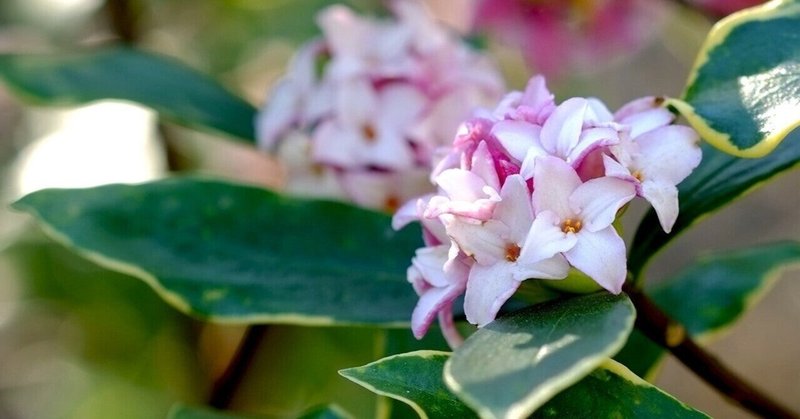 沈丁花の香り ミフジ Note