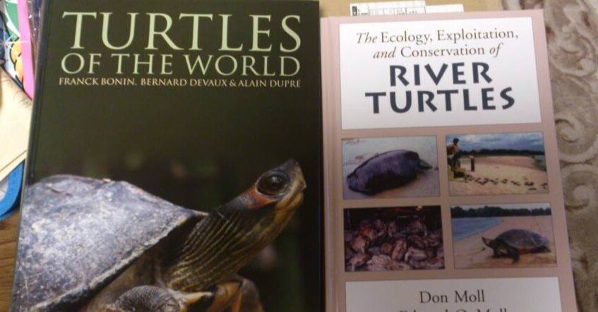 爬虫類The Bog Turtle　爬虫類　洋書　カメ