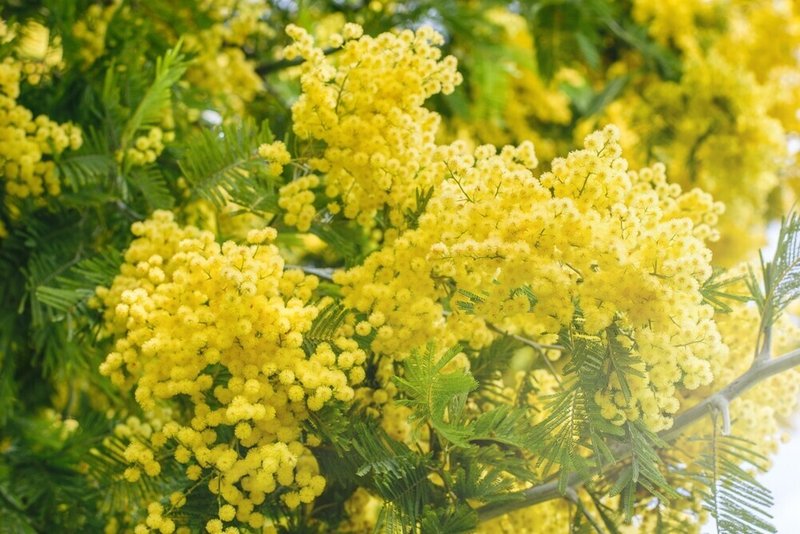 植物コレクション007 ほんとうはオジギソウの学名がアカシアにつけられちゃった ミモザ おおたしじみ Note
