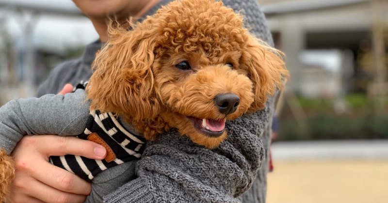 犬と暮らしてよかったこと5つ のっぷ Note