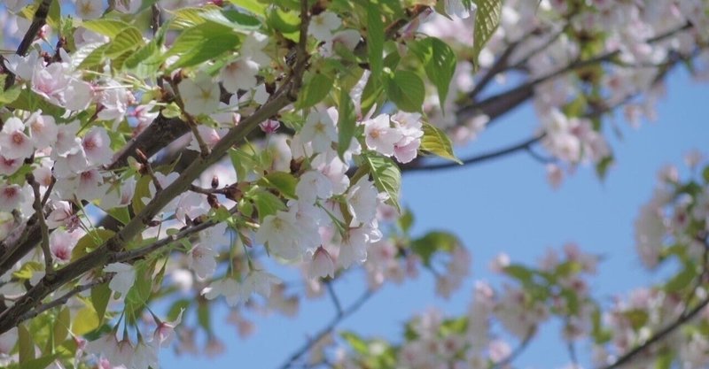 岡本真夜 の新着タグ記事一覧 Note つくる つながる とどける