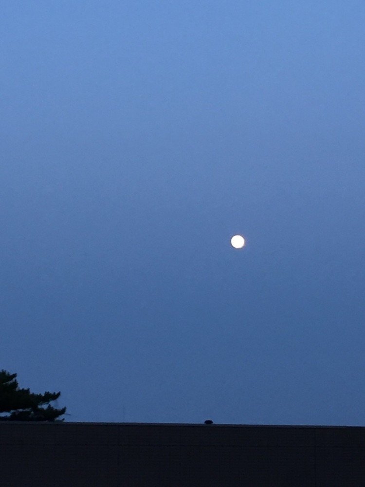 こんばんは〜。今日は14番目の月です。満月1日前。夕方からほんのり青白く上がってくるお月様がとっても可愛かったです。