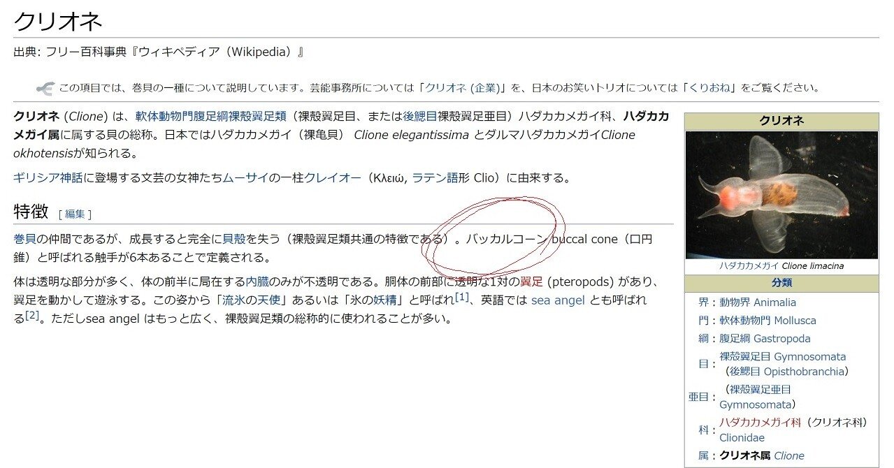 しょこたんが言うてた バッカルコーン 玉坂 Note