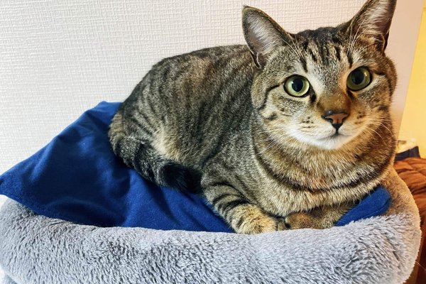 猫用ホットカーペット の新着タグ記事一覧 Note つくる つながる とどける 猫用ホットカーペット の新着タグ記事一覧 Note つくる つながる とどける