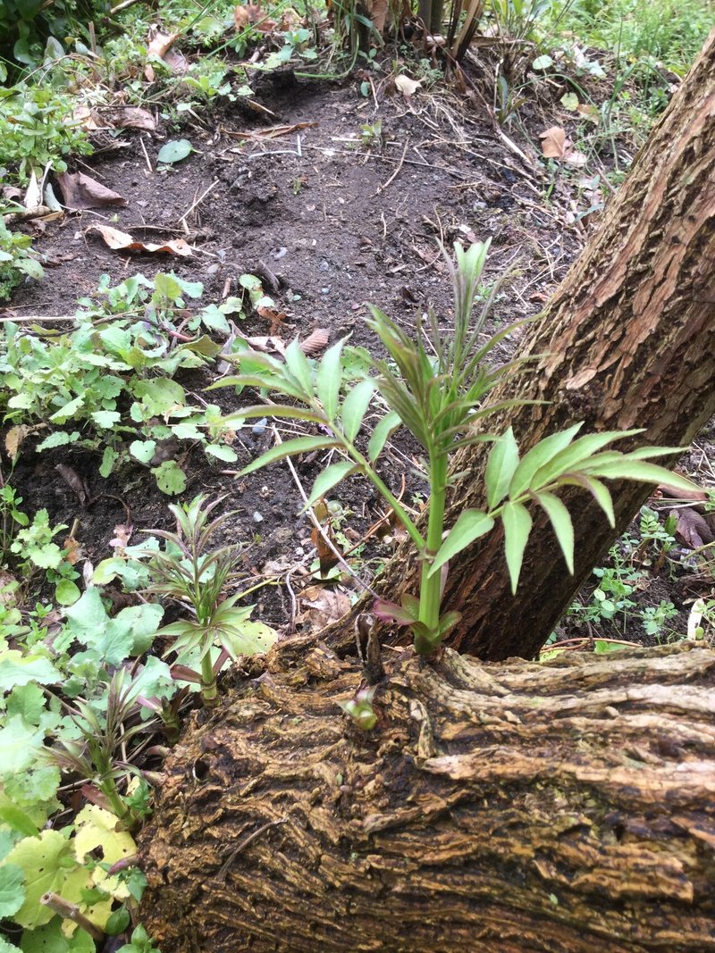 野草食日記 238 春の味わい ニワトコの新芽で天ぷら 食べすぎ要注意 なな艸 Note