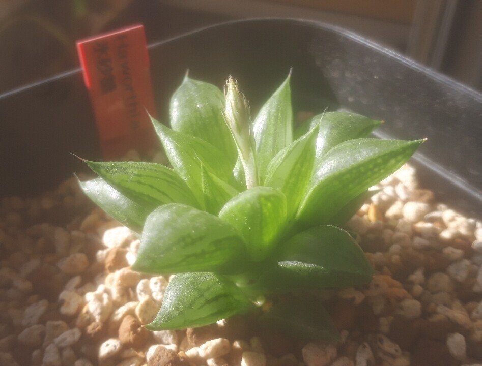 実はポテンシャルが高い ハオルチア 旧氷砂糖さん タヌ Note