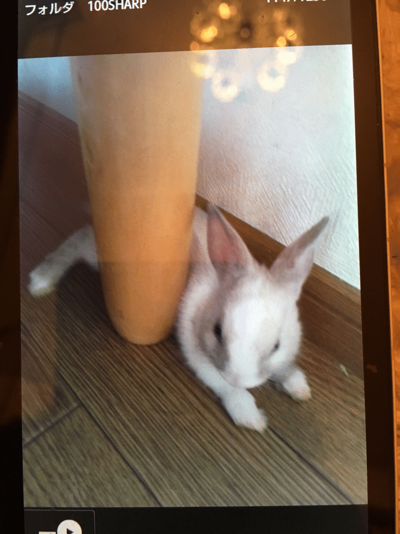 うさぎが死にました はめり Note うさぎが死にました はめり Note