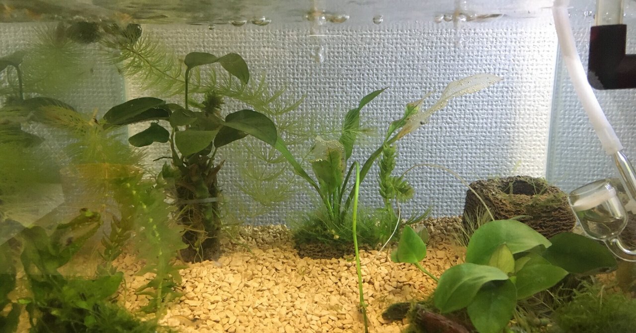 No 79 ケンミジンコ アクアポニックス 水槽初心者 Note No 79 ケンミジンコ アクアポニックス 水槽初心者 Note