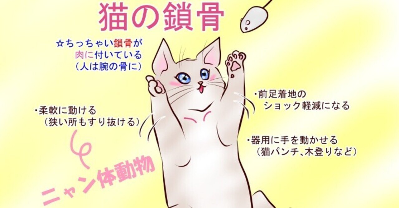 猫の鎖骨 泉 麗香 Note