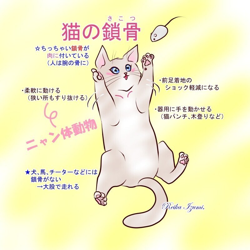 猫の鎖骨 泉 麗香 Note 猫の鎖骨 泉 麗香 Note