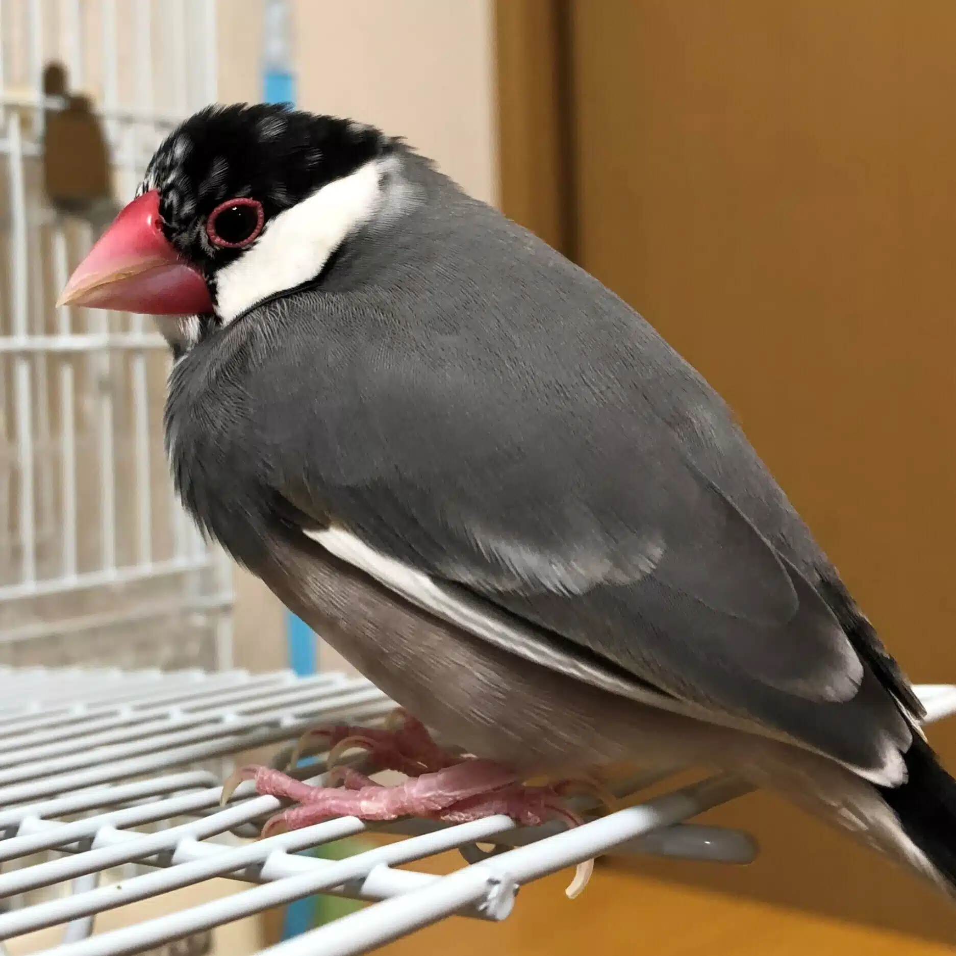 鳥ーず
