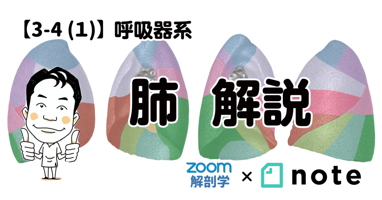 3-4 (1)】呼吸器系 - 肺 解説｜かずひろ先生（黒澤一弘｜解剖×教育×AI）