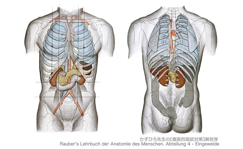 呼吸器系-32-体表から見た肺の位置-図C