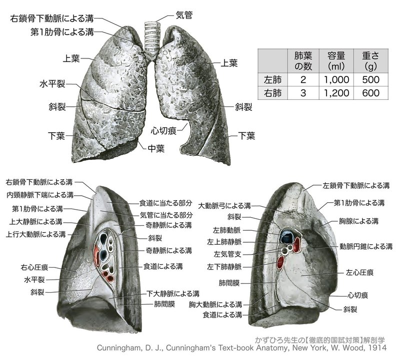 3 4 1 呼吸器系 肺 解説 黒澤一弘 Note 3 4 1 呼吸器系 肺 解説 黒澤一弘 Note