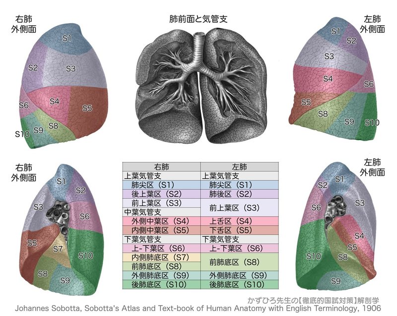 呼吸器系-34-肺区域-SQ-図c