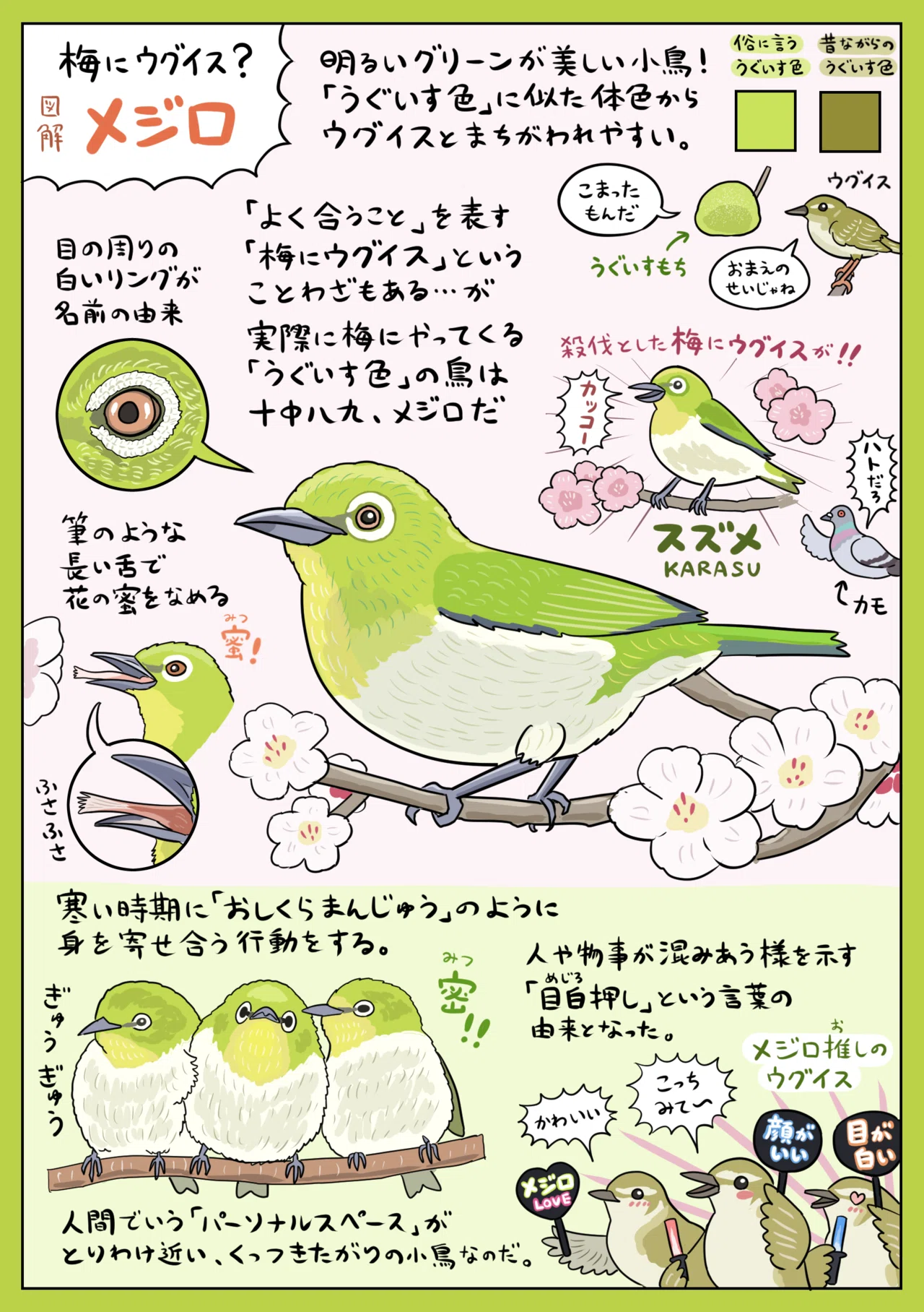 推しがメジロ押し メジロ図解 ぬまがさワタリ Note 推しがメジロ押し メジロ図解 ぬまがさワタリ Note