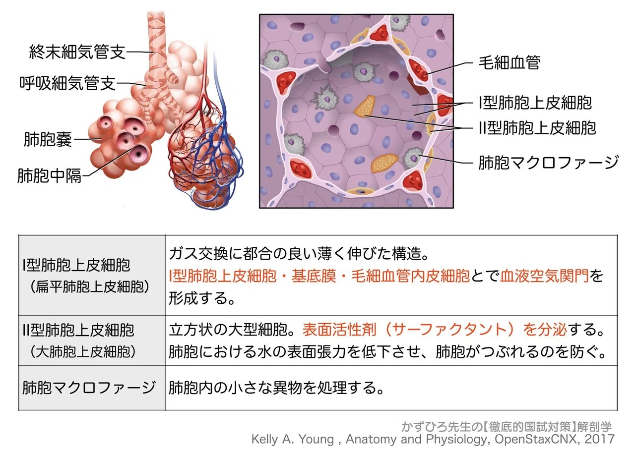 シンボルマ-クで学ぶ肺機能 シンボルマ-クで学ぶ肺機能 |本 | 通販 | Amazon