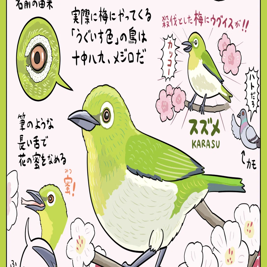 推しがメジロ押し メジロ図解 ぬまがさワタリ Note