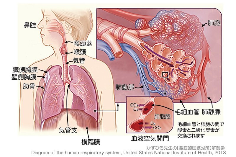 呼吸器系-32-肺胞におけるガス交換-SQ-図c