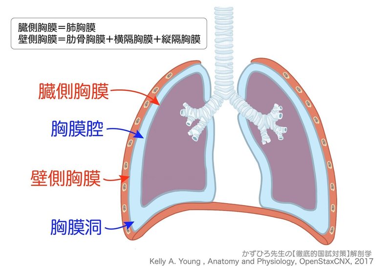 呼吸器系-34-臓側胸膜と壁側胸膜-SQ-図c