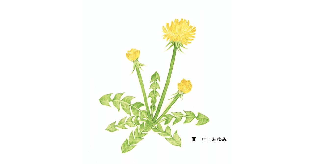 たんぽぽの強さの秘密ー 大事なことは植物が教えてくれる 試し読み マガジンハウス書籍部 たんぽぽの強さの秘密ー 大事なことは植物が教えてくれる 試し読み マガジンハウス書籍部