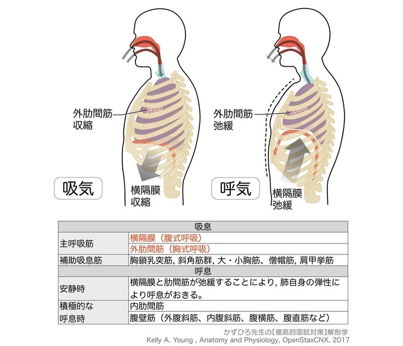 呼吸器系-34-呼吸運動-SQ-図c