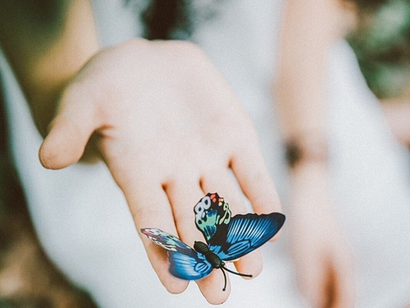 手のひらと蝶