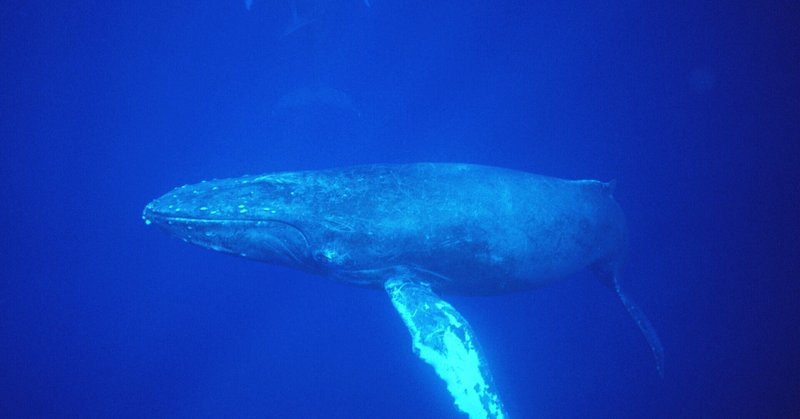 ザトウクジラ の新着タグ記事一覧 Note つくる つながる とどける