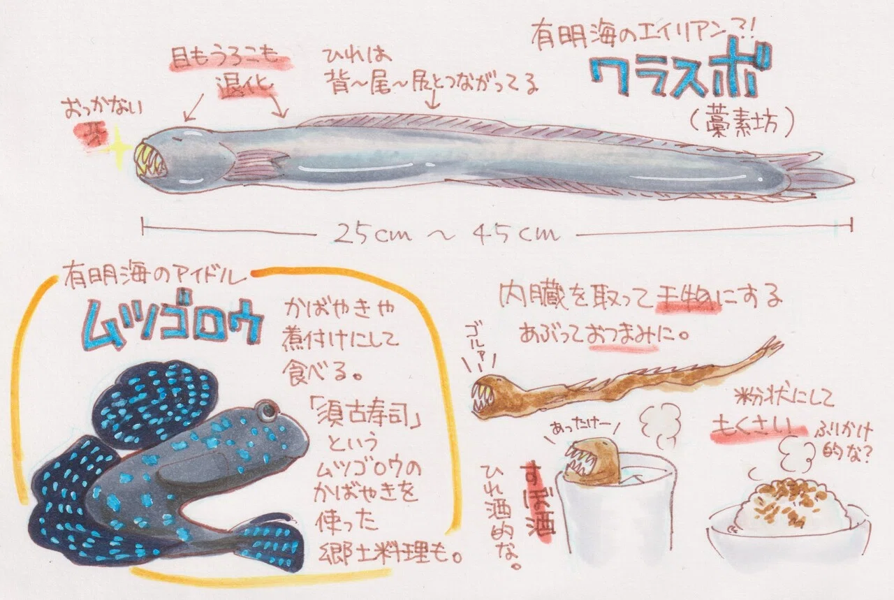 有明海のエイリアン⁈ ワラスボ｜たかはしみっちっち