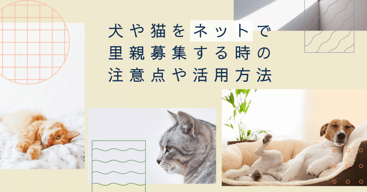 犬や猫をネットで里親募集する時の注意点や活用方法 ぽちとたま 犬猫の里親さん探し掲示板 Note