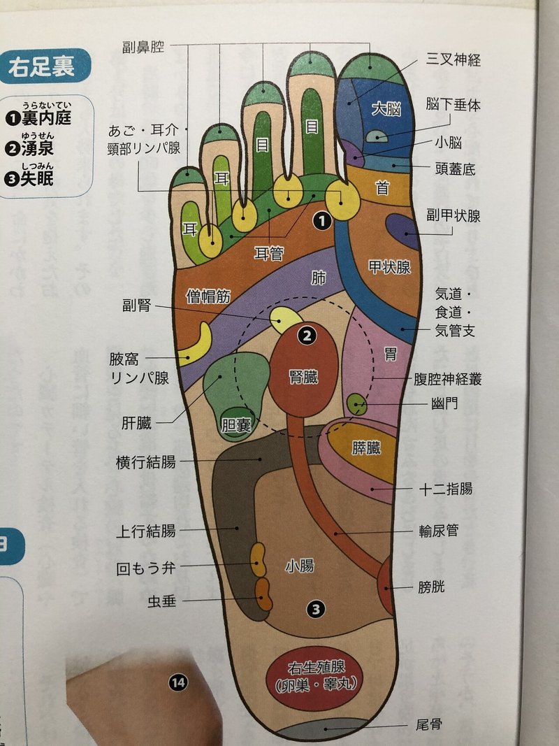 ダンサーになる足ツボ 石守俊輝 Note