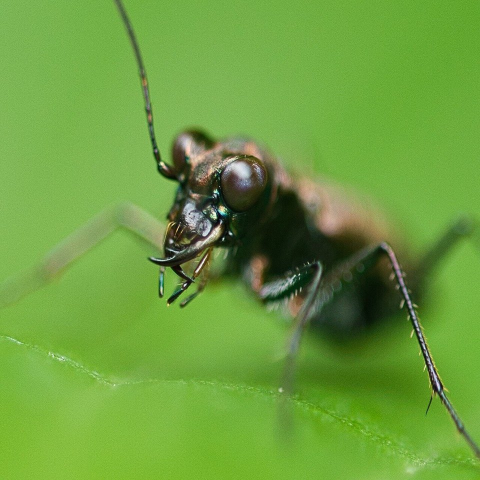 ハンミョウの種類 派手なやつと地味なやつくらいの認識しかなかったけど 25種類もいたんだって 地味なやつ ２種類の画像をアップ T Koba Note