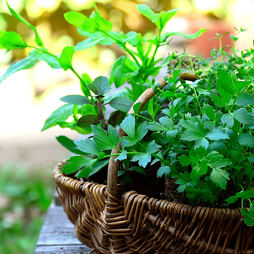 Lifestyle｜Close to Nature〈01.ハーブと暮らす〉｜LAPUAN KANKURIT