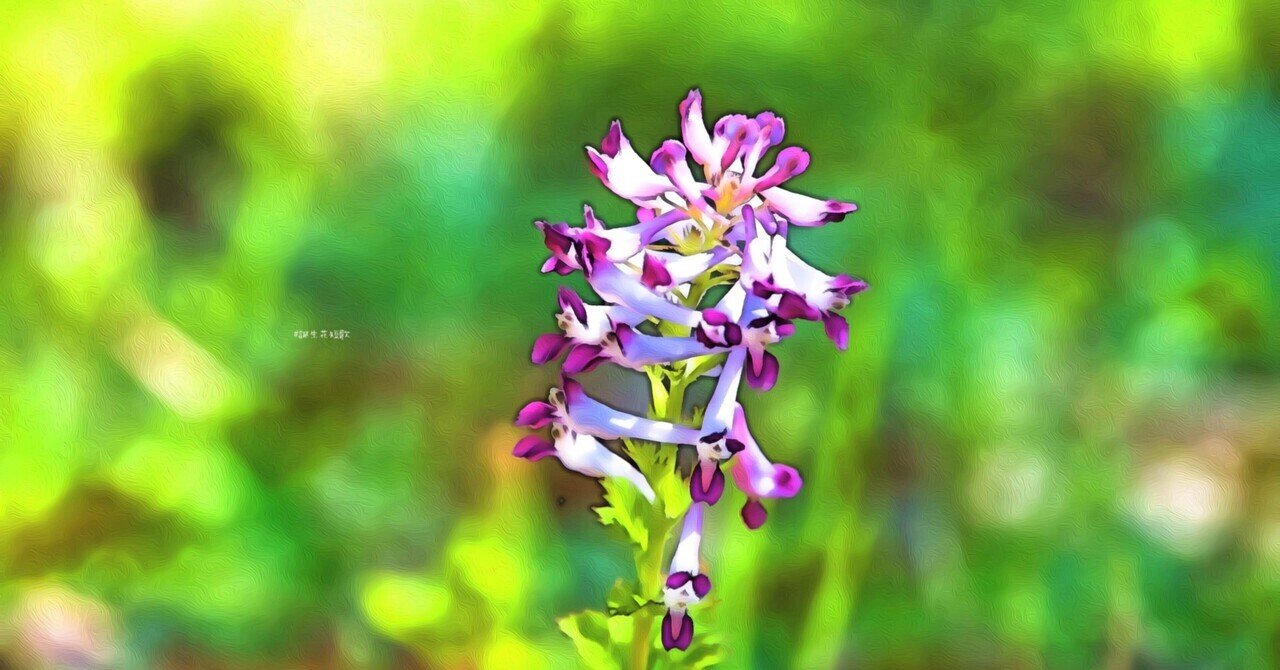 3月4日 誕生花は紫華鬘 誕生花短歌 御子柴 流歌 Note 3月4日 誕生花は紫華鬘 誕生花短歌 御子柴 流歌 Note
