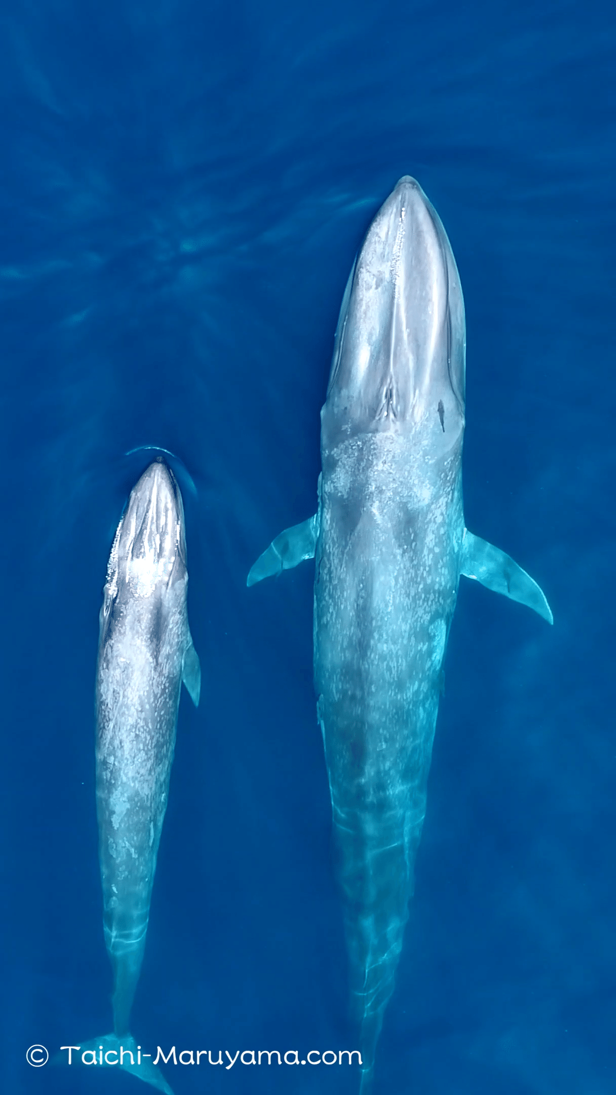 シロナガスクジラも独自の携帯電話を持っている 今回はシロナガスの歌 鳴き声も曲の中に隠し味として潜ませてみました シロナガスはこの低周波を使って数千キロ離れた個体とコンタクトできると言われていま 丸山太一 Taichi Maruyama Note