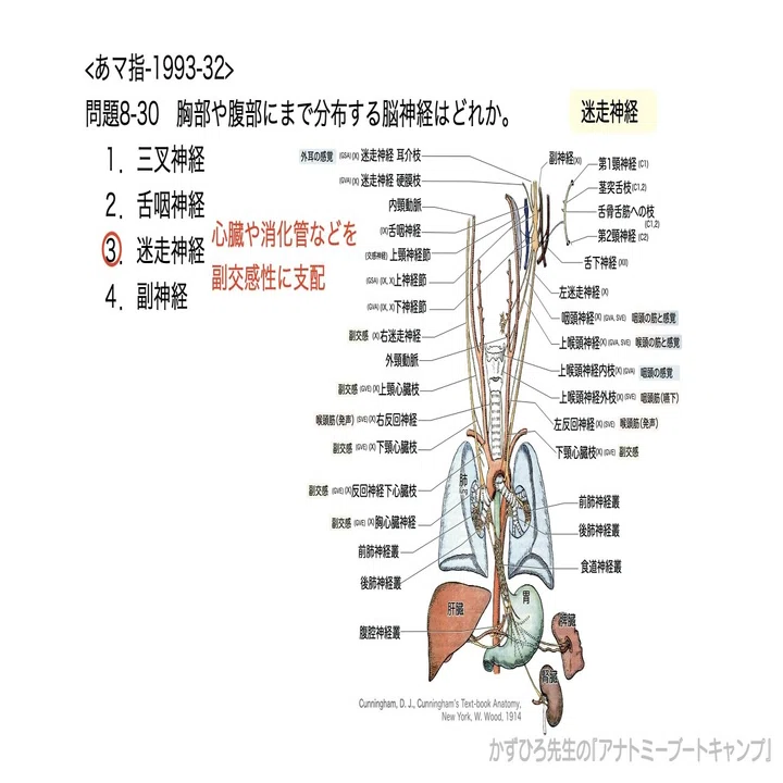 今日のプチ解剖：胸部や腹部にまで分布する脳神経は？｜かずひろ先生
