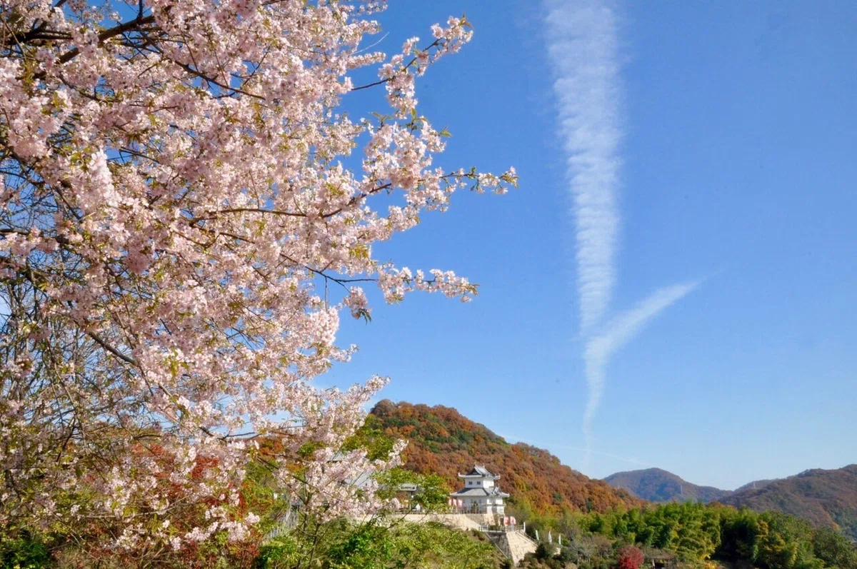 画像7