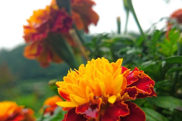 マリーゴールドの花言葉嫉妬絶望悲しみ の新着タグ記事一覧 Note つくる つながる とどける マリーゴールドの花言葉嫉妬絶望悲しみ の新着タグ記事一覧 Note つくる つながる とどける
