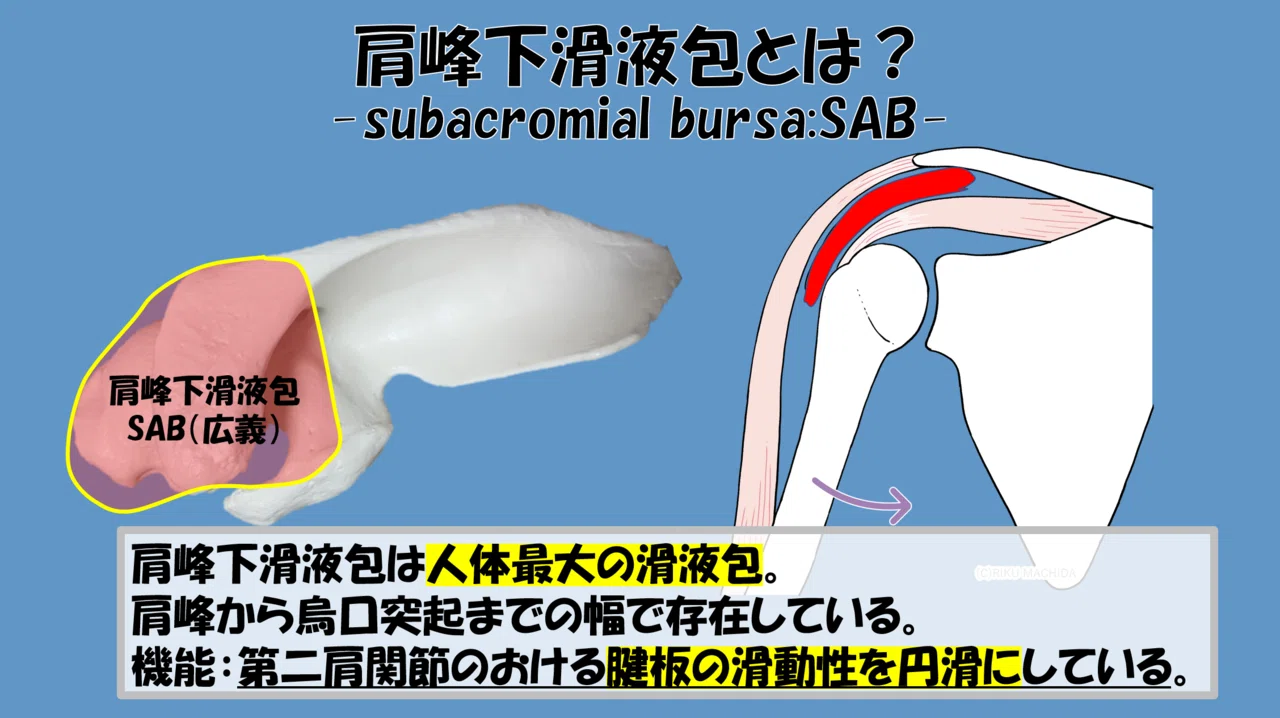 肩峰下滑液包の病態と臨床応用｜肩関節機能研究会 郷間