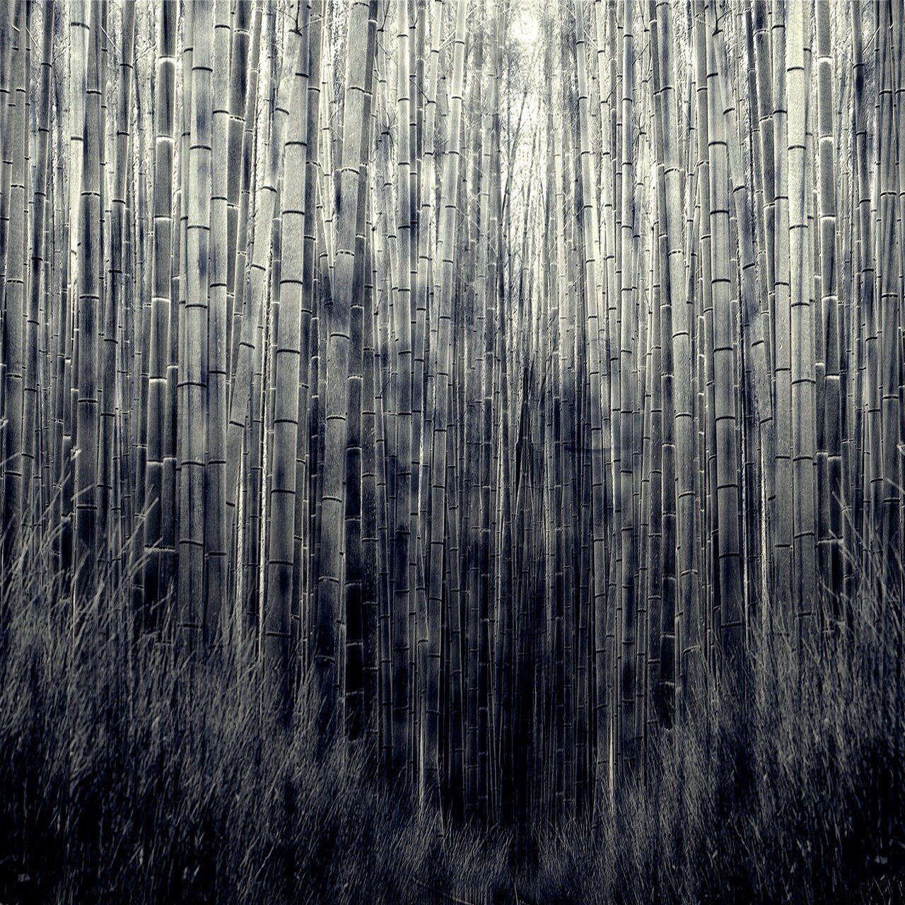 竹林-3-のコピー