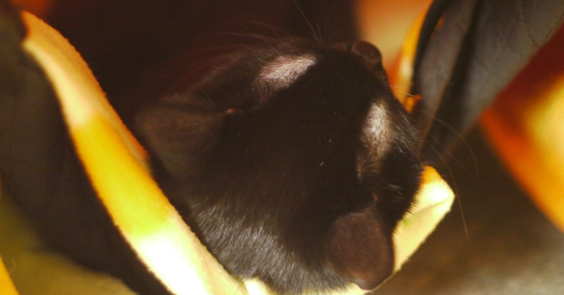 猫の寝る位置占い 黒猫ルル Note