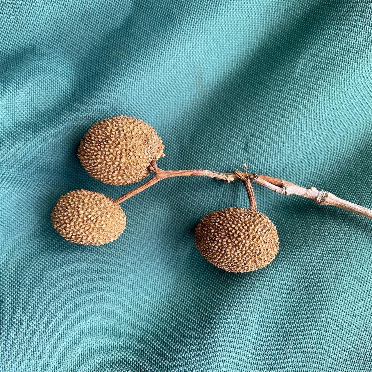 鈴がなる木を見に行こう 髙橋三保子 Note