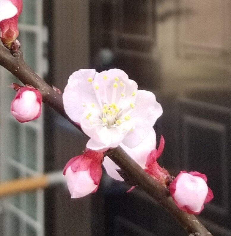 目印を見つけるノート 336 あんずの花咲くころ 尾方佐羽 Note 目印を見つけるノート 336 あんずの花咲くころ 尾方佐羽 Note