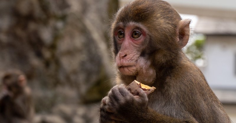 なんで猿はバナナが好きなの わっこ Note