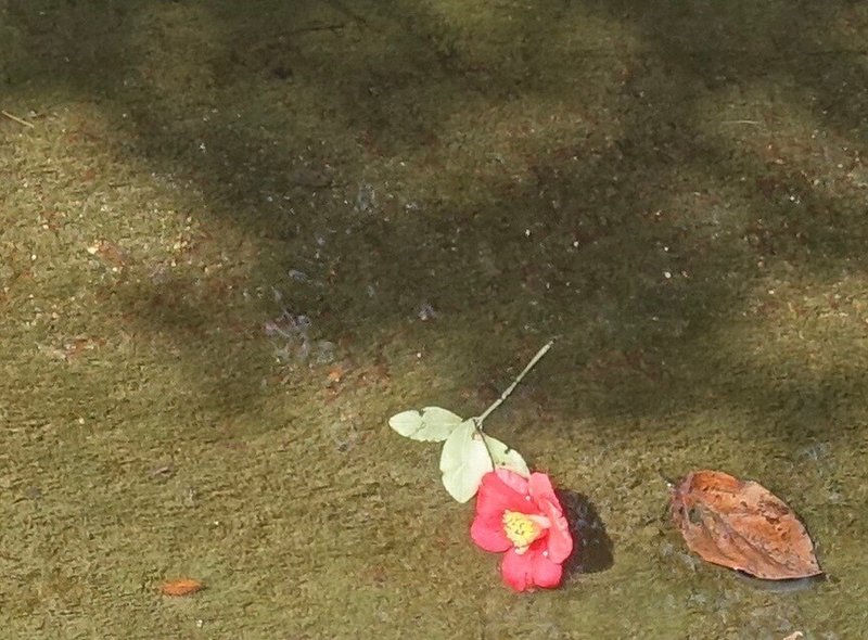 落ち椿 あおむけ うつむき どちらかな 夏目寅彦 みつかる わかる なりきりラジオ Note 落ち椿 あおむけ うつむき どちらかな 夏目寅彦 みつかる わかる なりきりラジオ Note