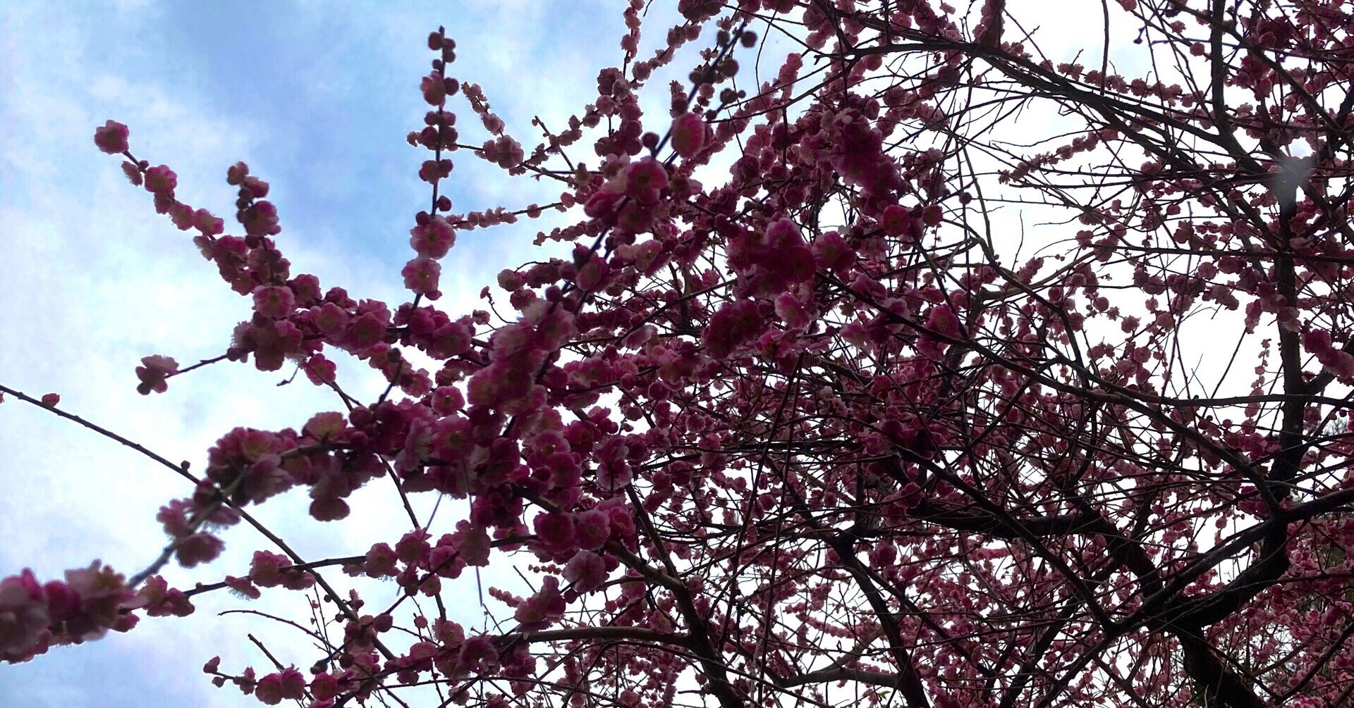 閑話休題 北大路魯山人「梅にうぐいす」｜HIRAMAtsuyo