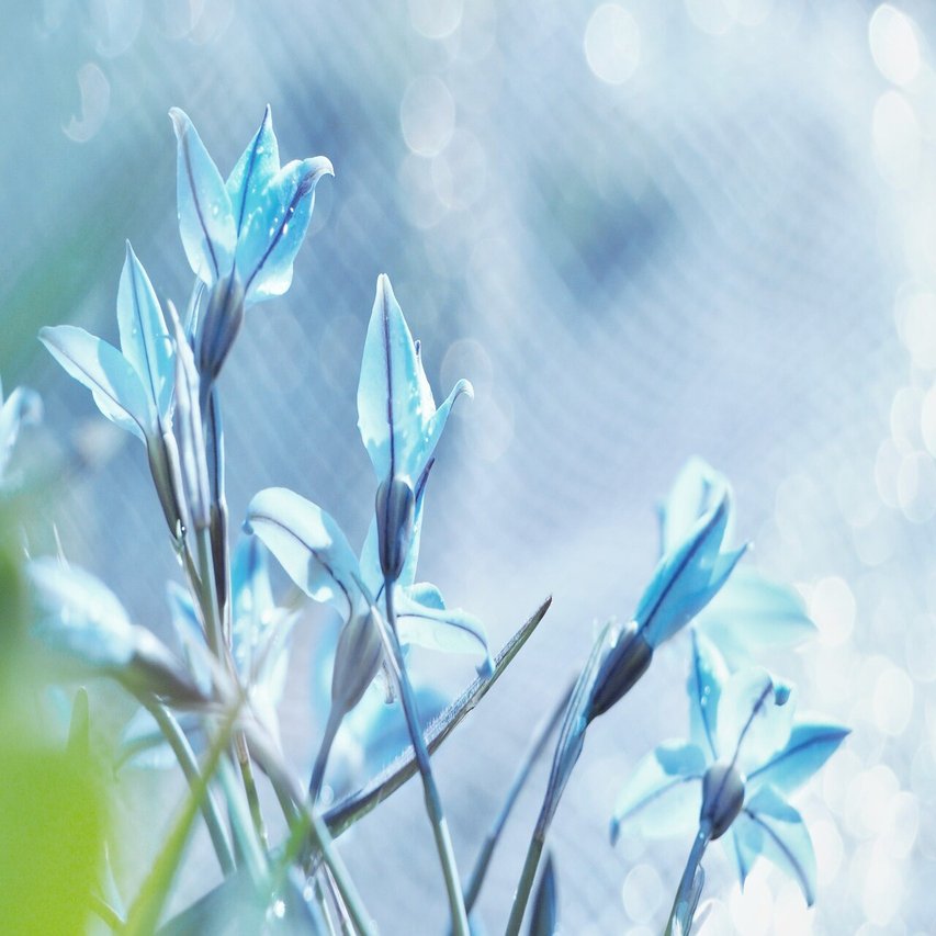 ハナニラの花 K Zaki Note