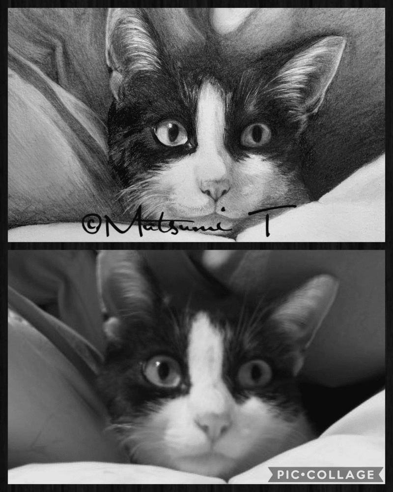 愛犬猫 描きます 写真模写承ります Mutsumi T Note 愛犬猫 描きます 写真模写承ります Mutsumi T Note