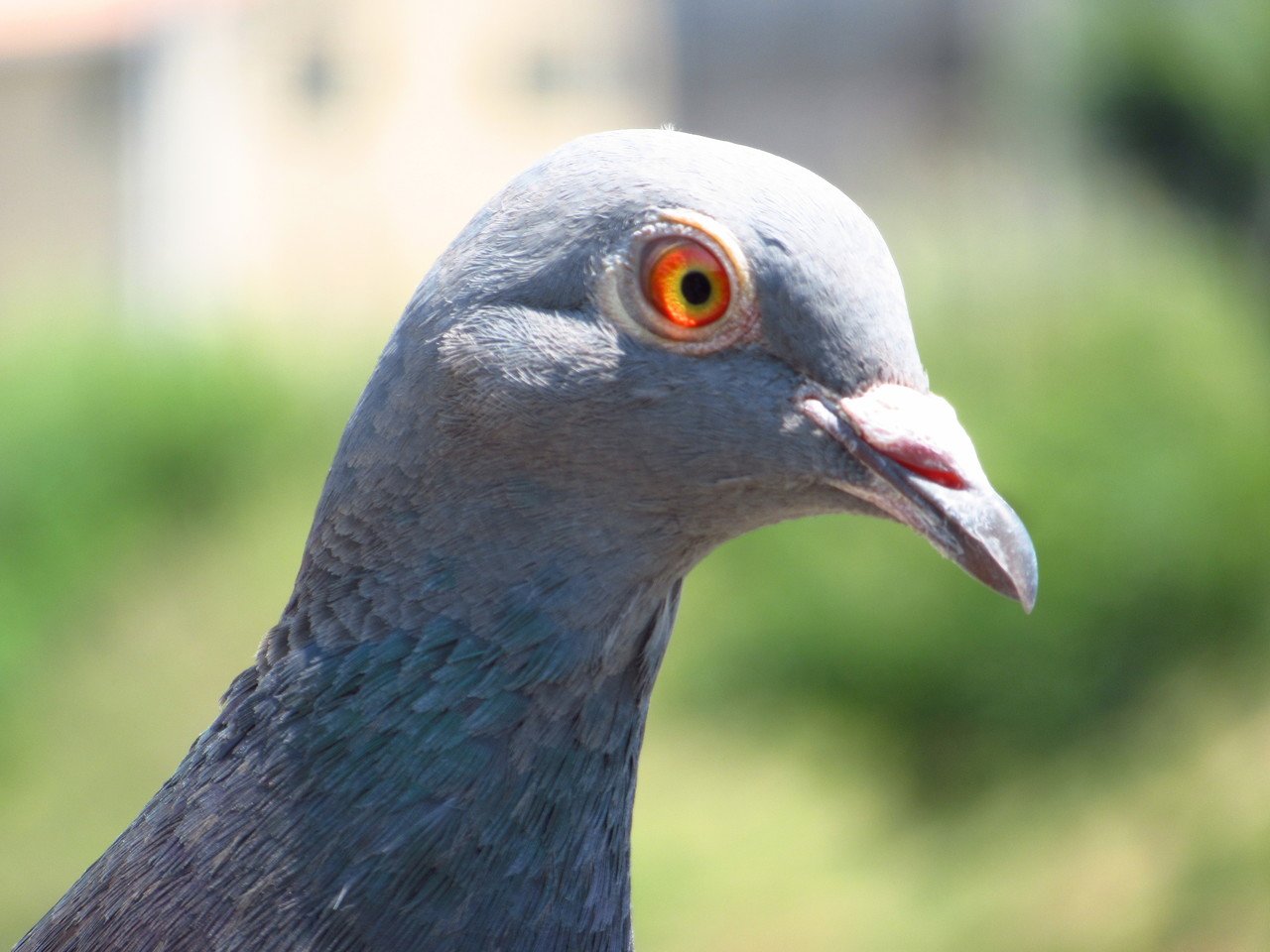 撮影メモ 鳩の目 ノノナガ Nononaga Note