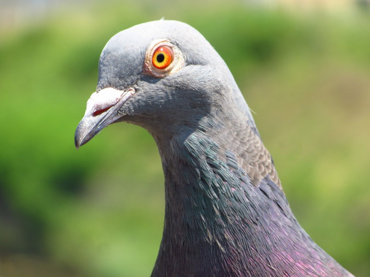 撮影メモ 鳩の目 ノノナガ Nononaga Note